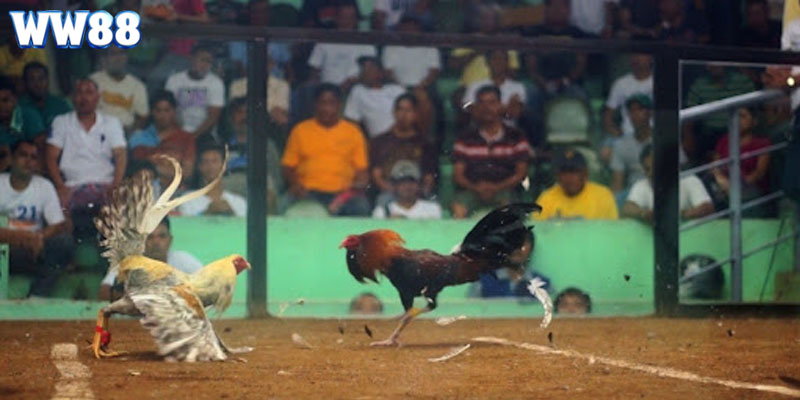 Một số thuật ngữ đá gà bạn cần nắm rõ để tham gia cá cược, theo dõi thuận lợi hơn