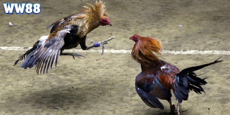 Một số trường đấu nổi tiếng với loại hình đá gà trực tiếp