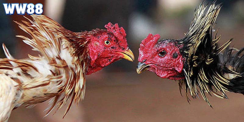 Đá gà Thomo C2 mang đến nhiều ưu điểm nổi bật, thu hút người chơi