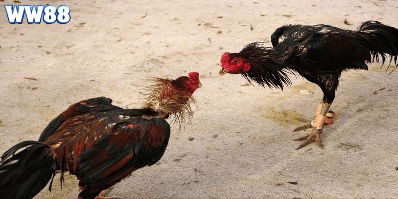 Trực tiếp đá gà mang đến nhiều lợi ích thiết thực cho người xem