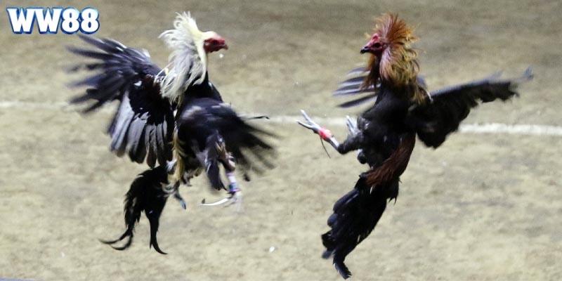 Trực tiếp đá gà mang đến những trận đấu đỉnh cao phục vụ người chơi